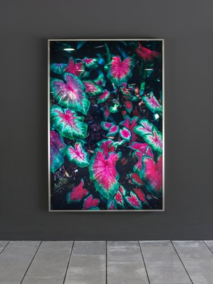 Frank Stürmer, La Mortella, Einzelbild